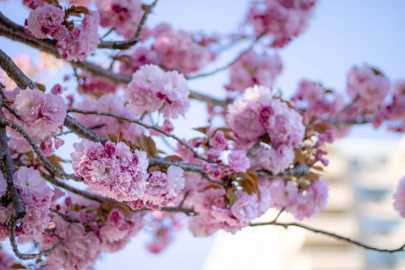 Palmyra Spring Blossoms - Image 1