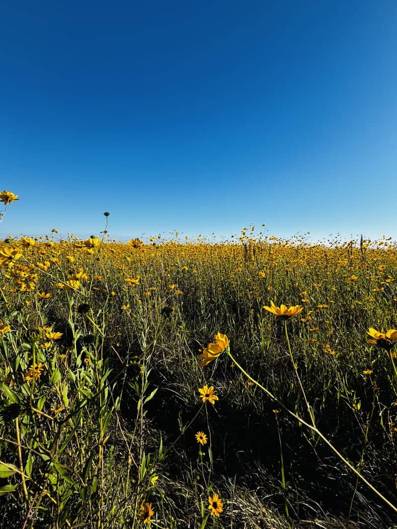 Florida Wildflower Prairie - Image 1