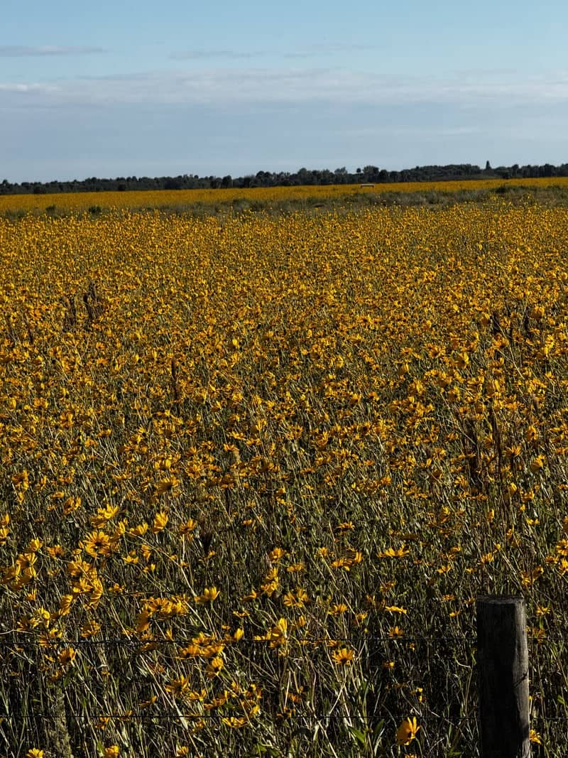 Glades County Wildflower Field - Image 1