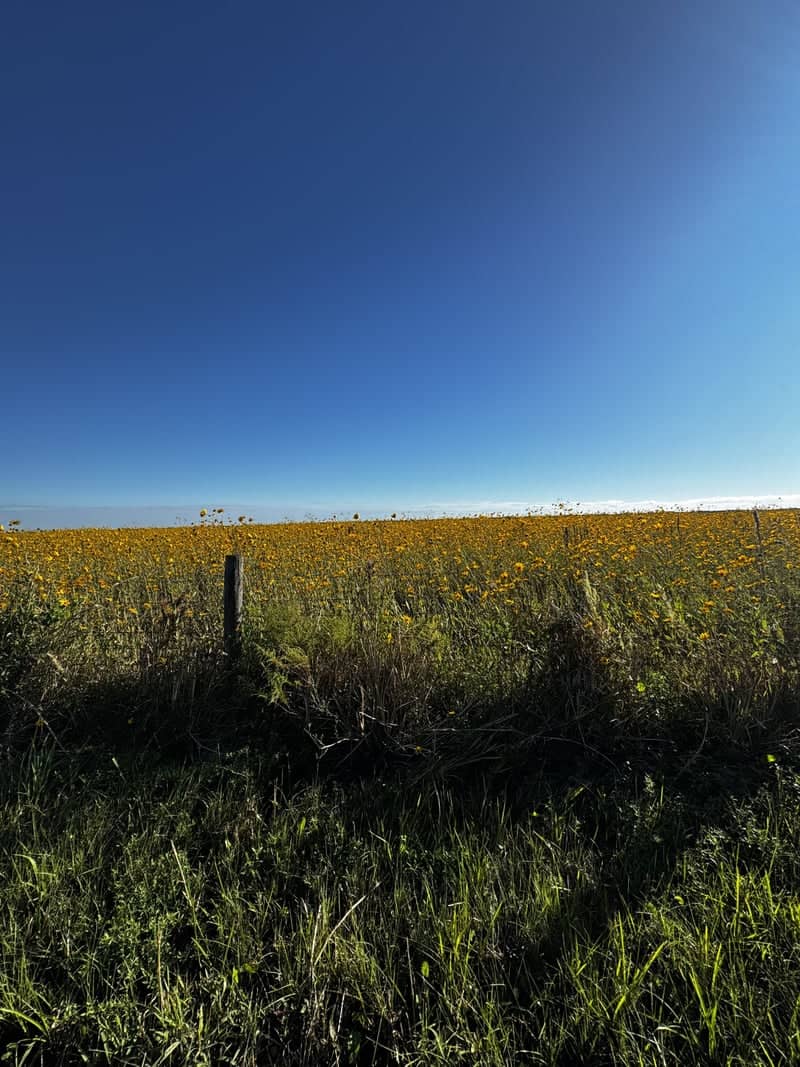 Florida Wildflower Field - Image 1