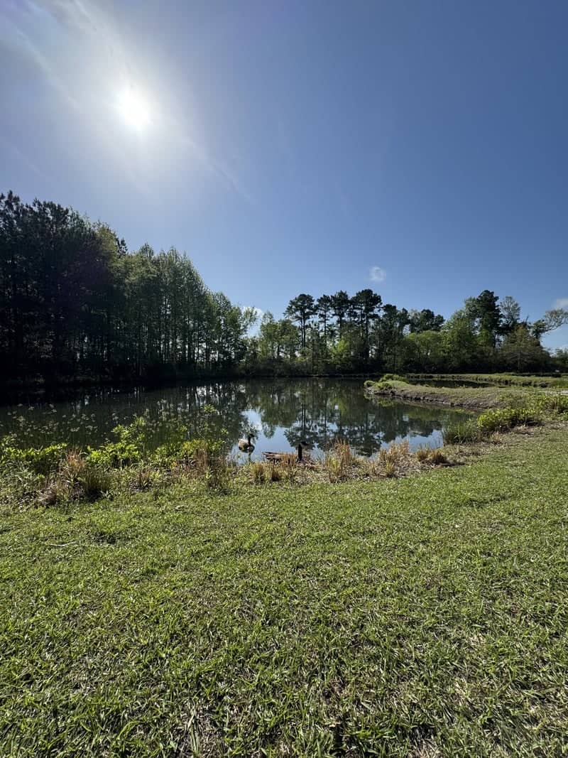 Medical Park Pond - Image 1