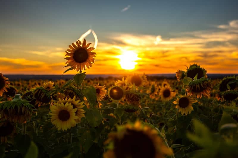 Samuelson Sunflower Field - Image 1