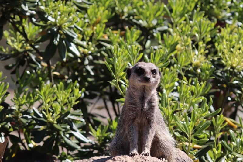 Bristol Zoo Project - Image 1
