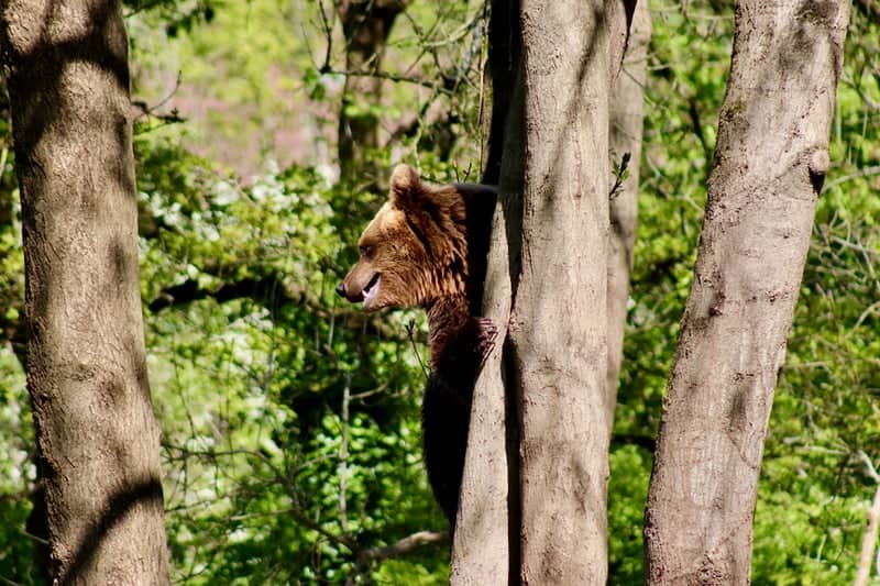Bristol Zoo Project - Bear Wood - Image 1
