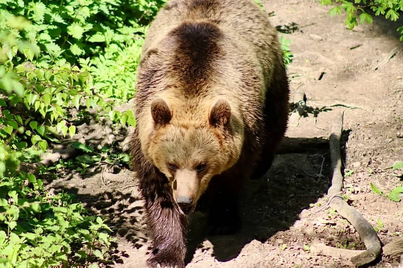 Bear Wood at Bristol Zoo Project - Image 1