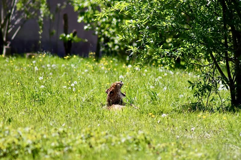 Bristol Zoo Project - Image 1
