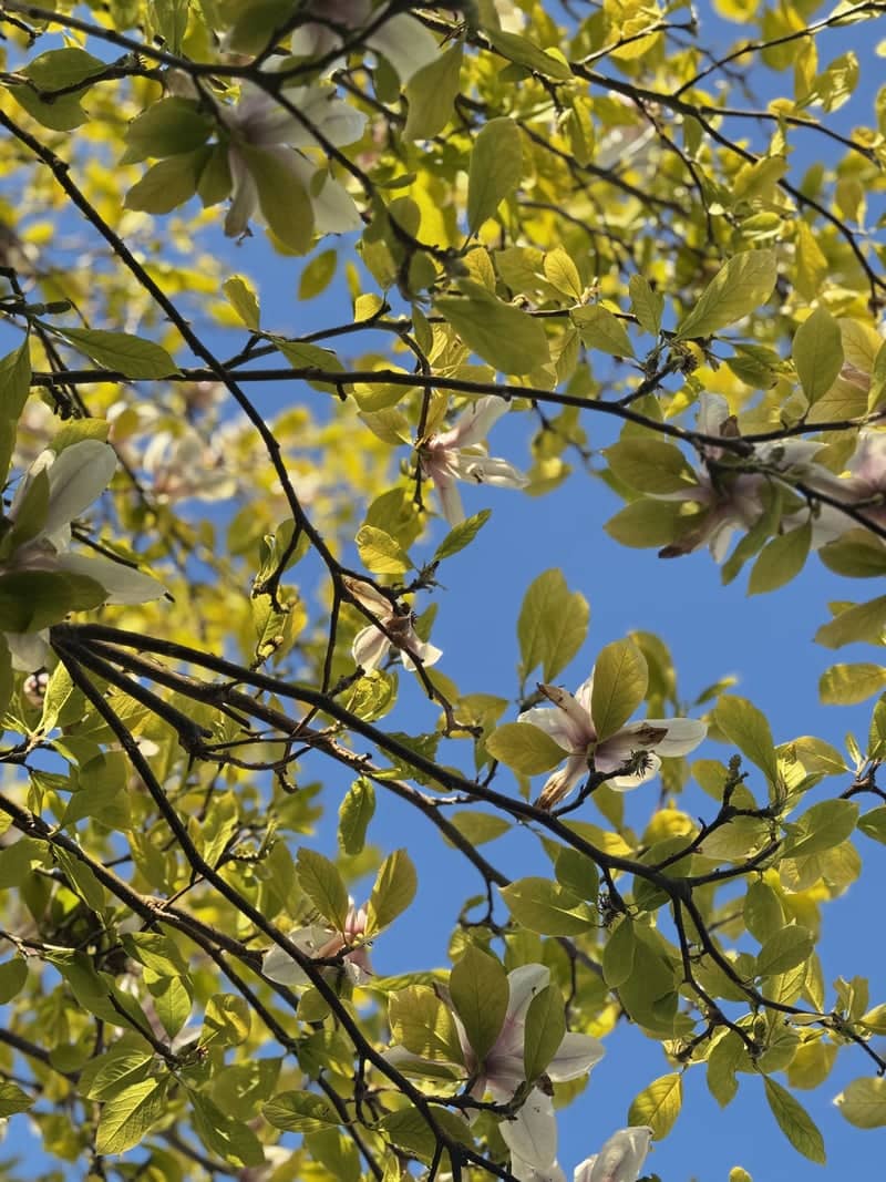 Hampton Magna Spring Blossoms - Image 1