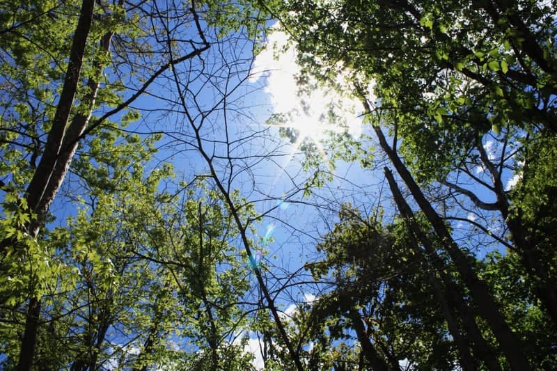 Ohiopyle State Park Forest - Image 1