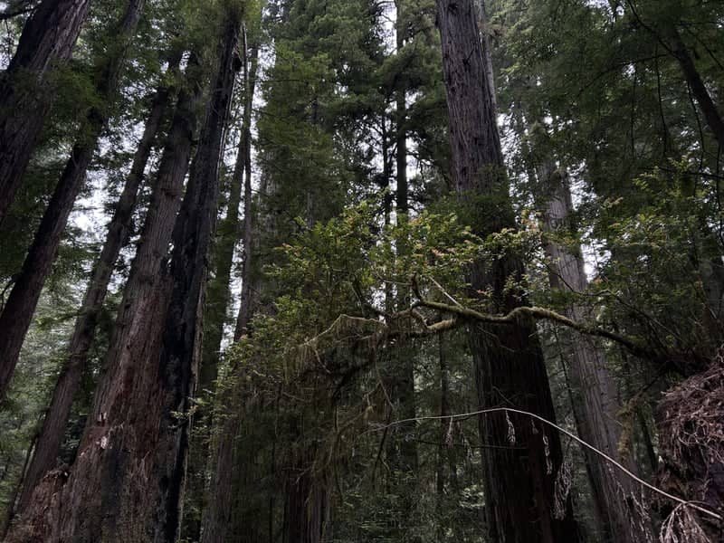 Prairie Creek Redwoods State Park - Image 1