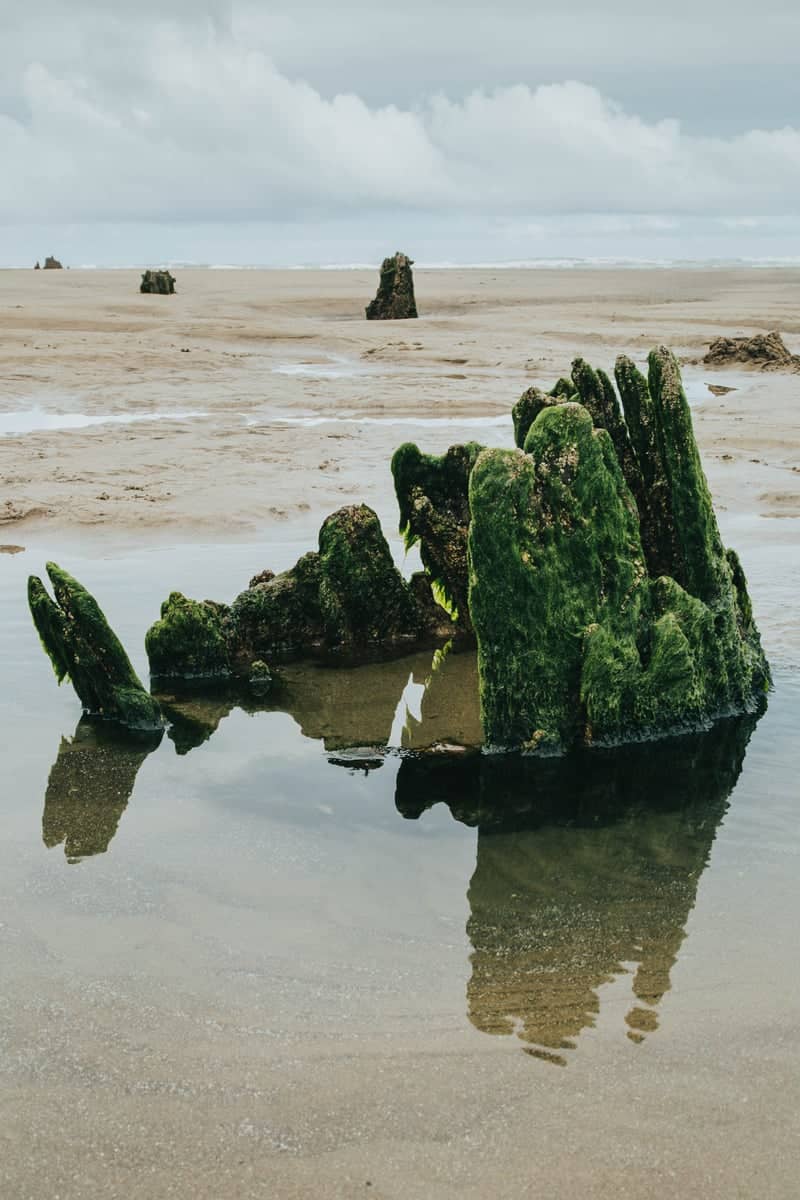 Neskowin Ghost Forest - Image 1