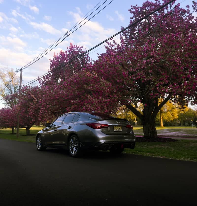 Lawrenceville Spring Blooms - Image 1