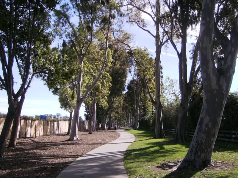 Thoreau Lane Eucalyptus Trail - Image 1