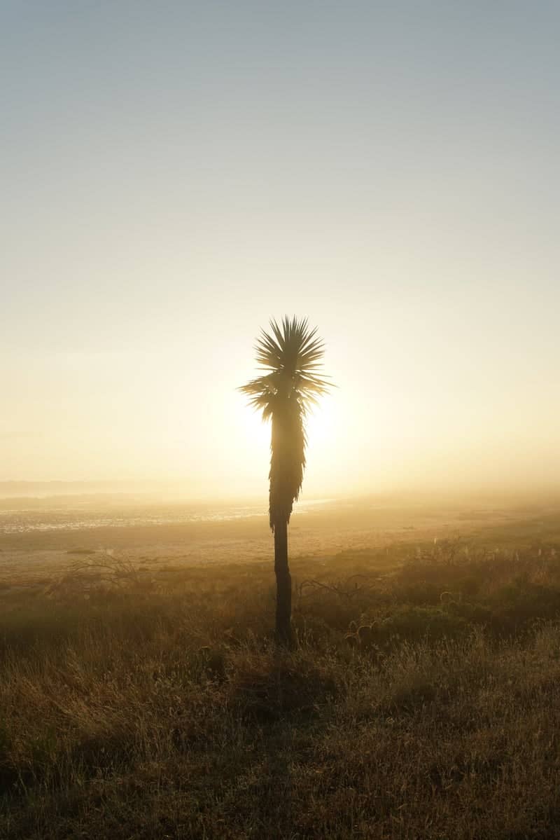 Los Fresnos Coastal Prairie - Image 1