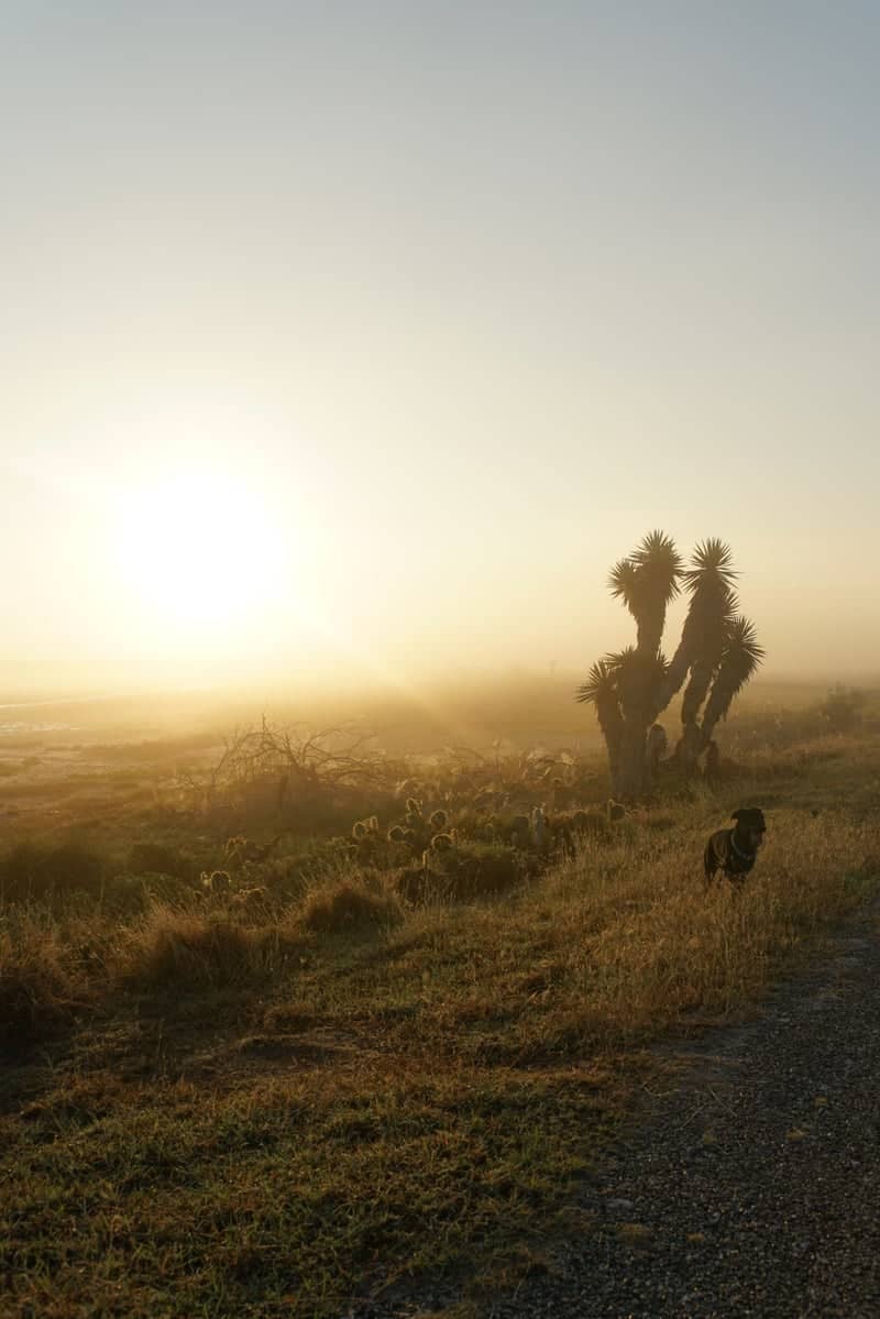 Los Fresnos Coastal Prairie - Image 1