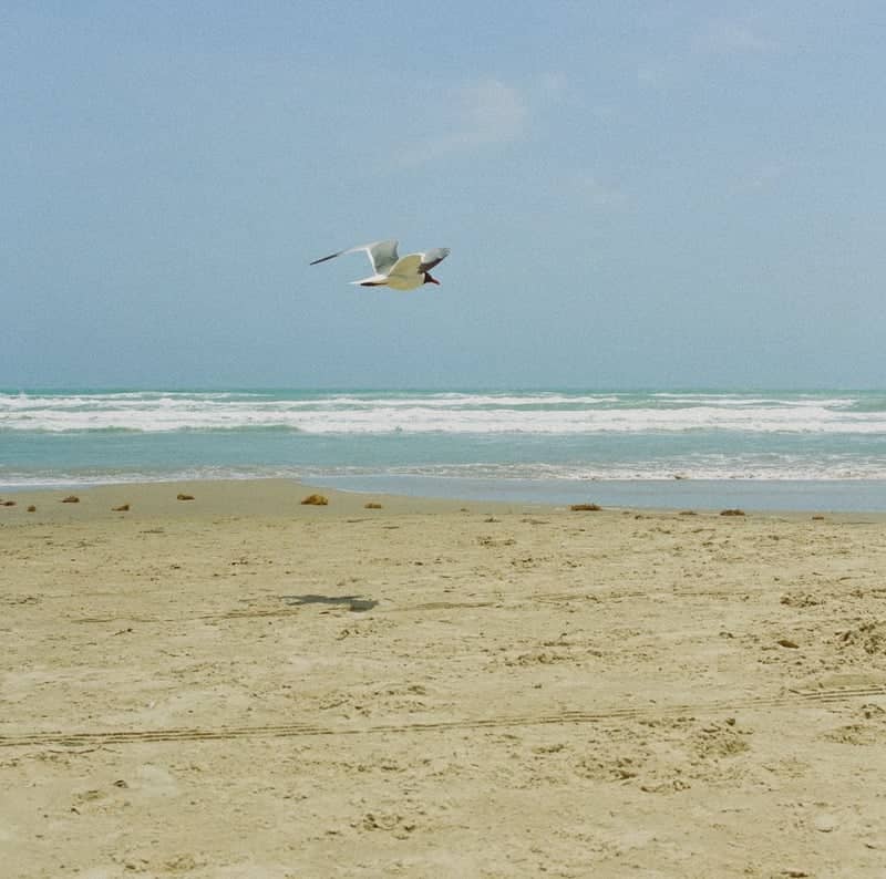 South Padre Island Beach - Image 1