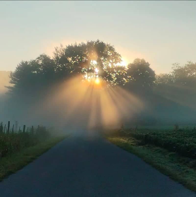 Sandy Springs Lane Sunbeams - Image 1