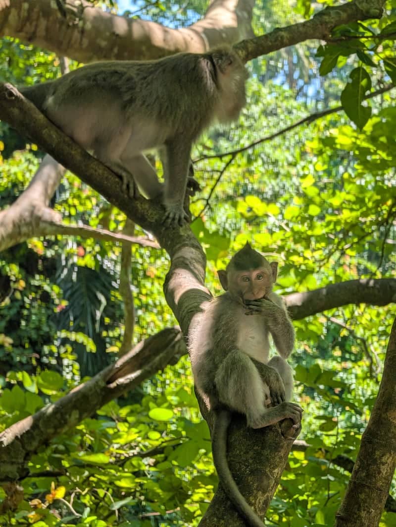 Sacred Monkey Forest Sanctuary - Image 1