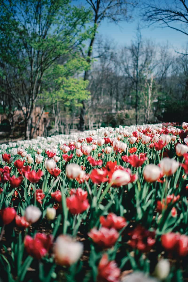 Cheekwood Estate & Gardens - Image 1
