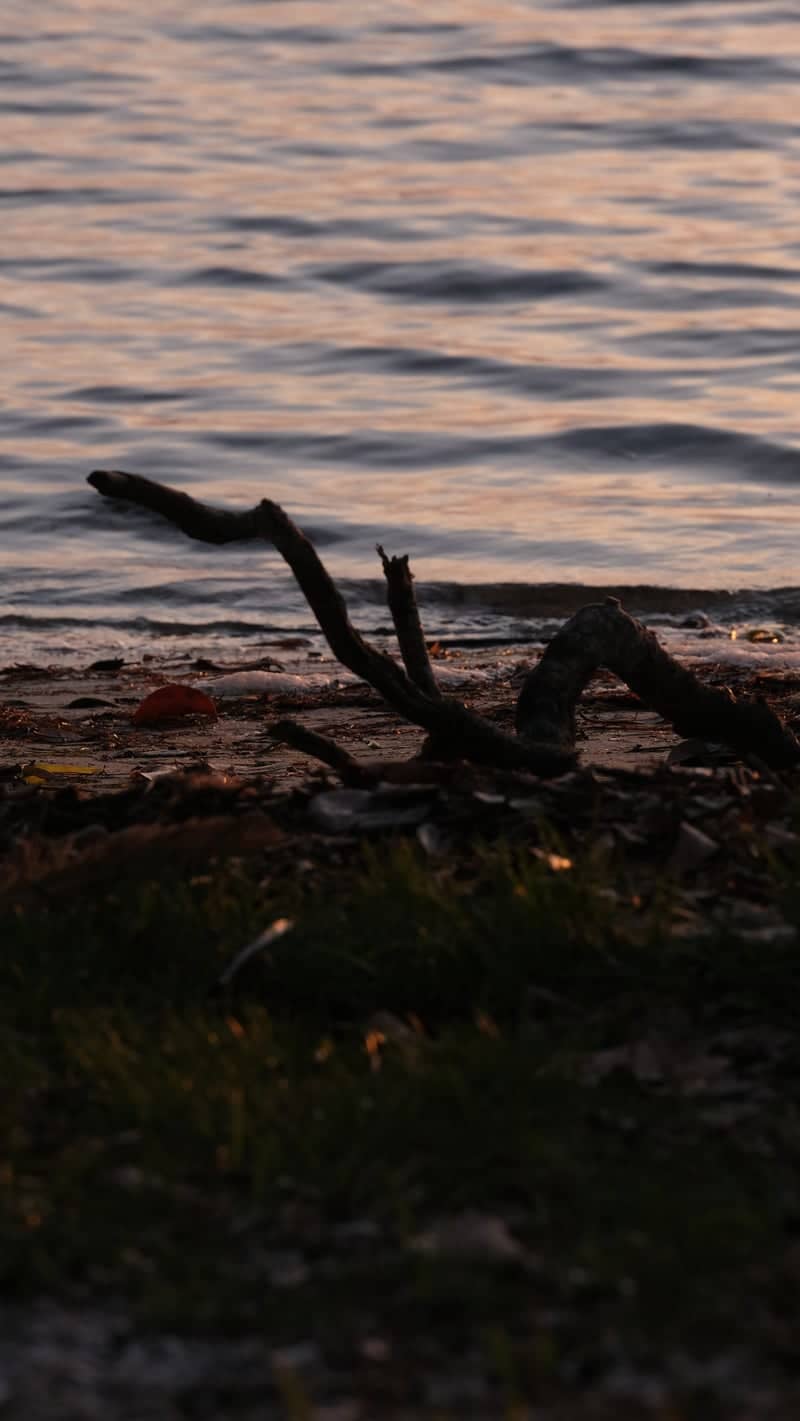 Boca Ciega Bay Shoreline - Image 1