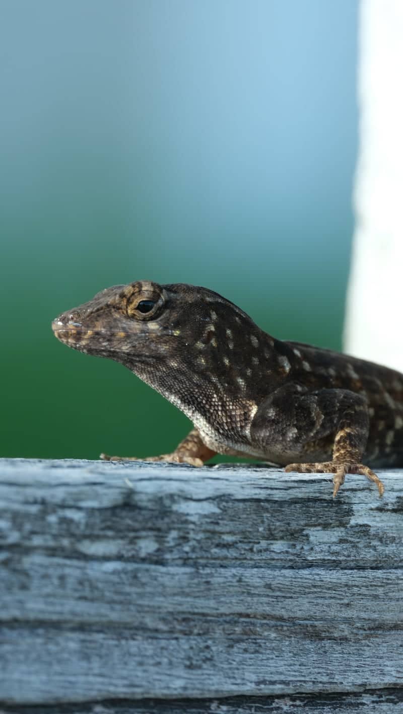 Gulfport Coastal Garden - Image 1