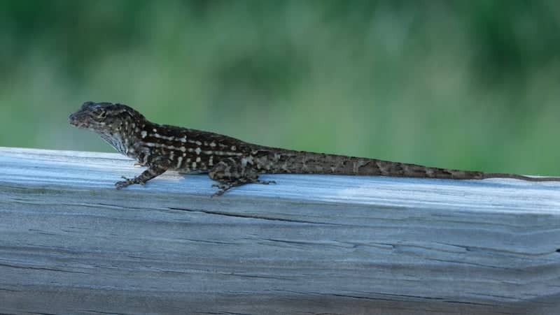Clam Bayou Nature Park - Image 1
