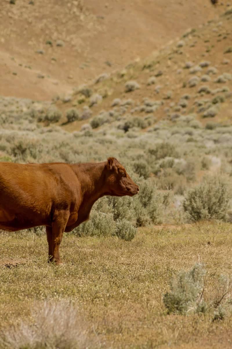 Crescent Valley Rangeland - Image 1