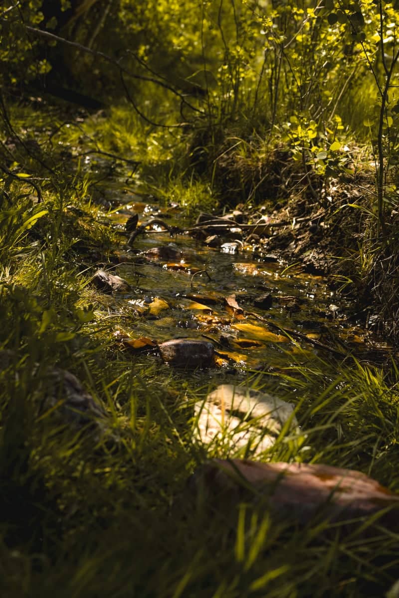 Carlin Canyon Creek - Image 1