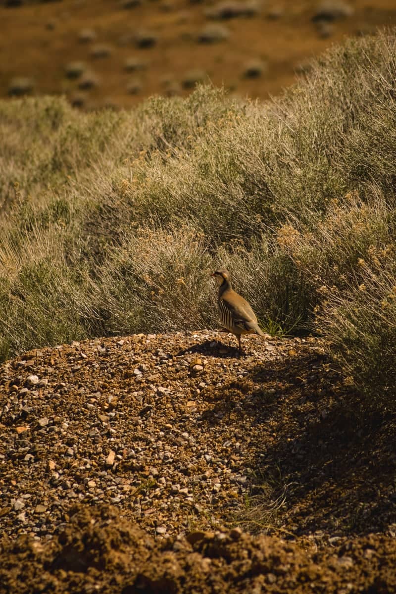 Nevada High Desert Wildlife Spot - Image 1