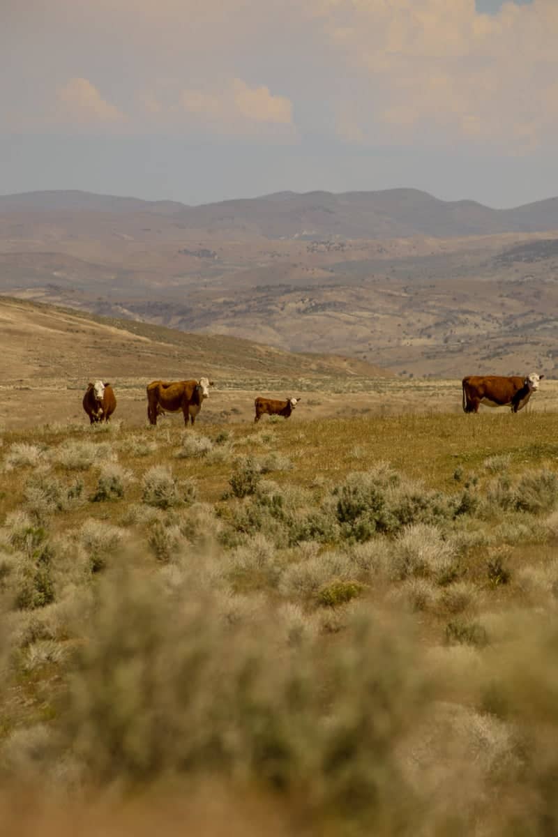 Nevada High Desert Ranchland - Image 1