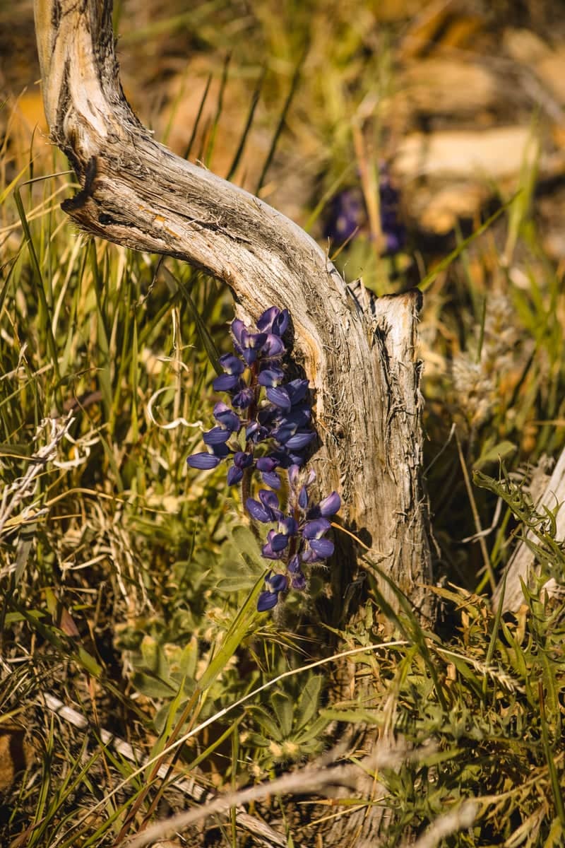 High Desert Wildflowers near Carlin - Image 1
