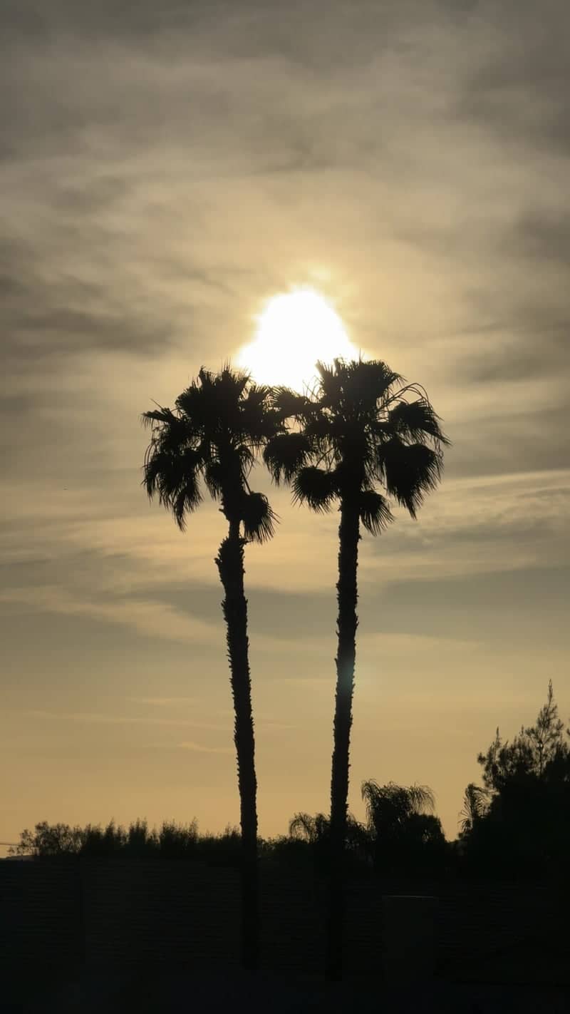 San Jacinto Palm Silhouette - Image 1