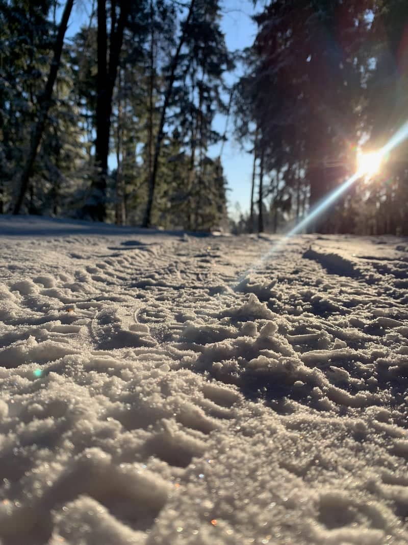Gorenskiy Forest Park - Image 1