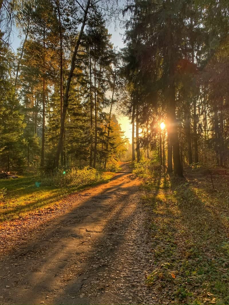 Balashikha Forest Trail - Image 1