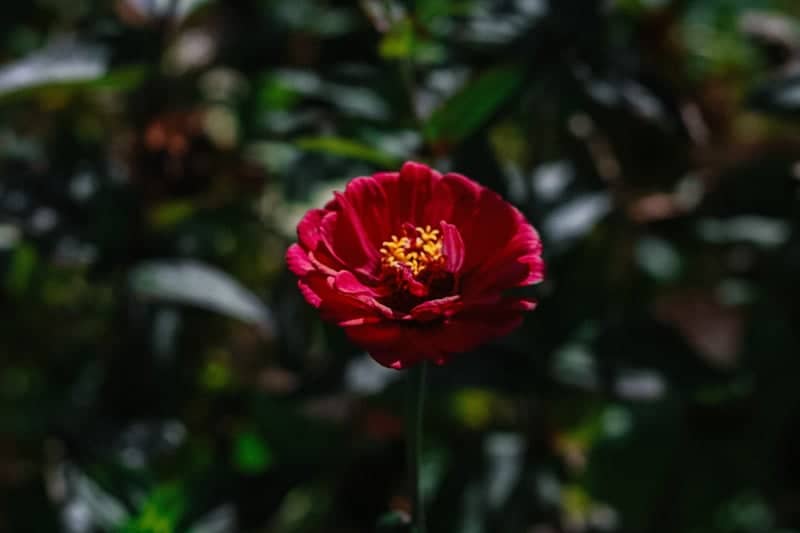 Fairwood Garden Blooms - Image 1