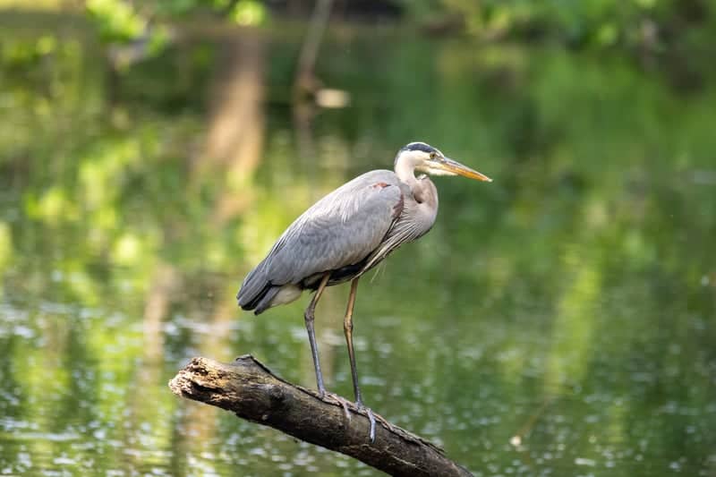 Firestone Metro Park - Image 1