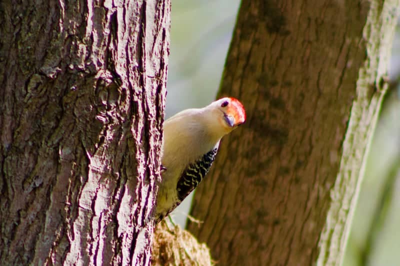 Firestone Metro Park - Image 1