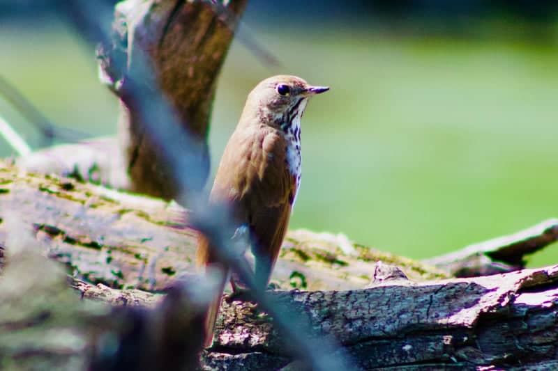 Firestone Metro Park - Image 1