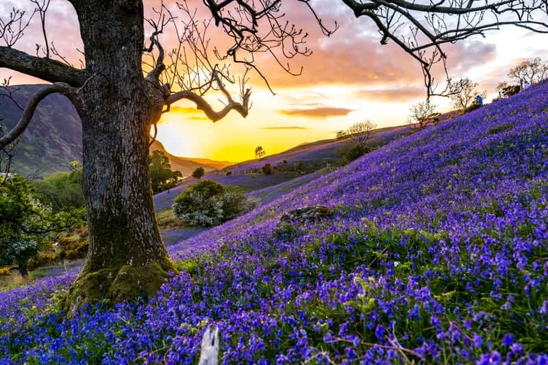 Rannerdale Knotts Bluebells - Image 1