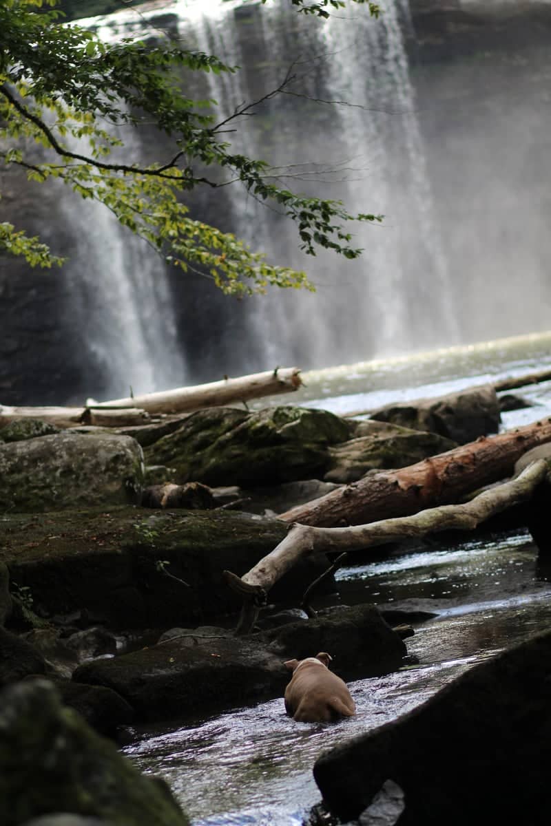 Fall Creek Falls State Park - Image 1