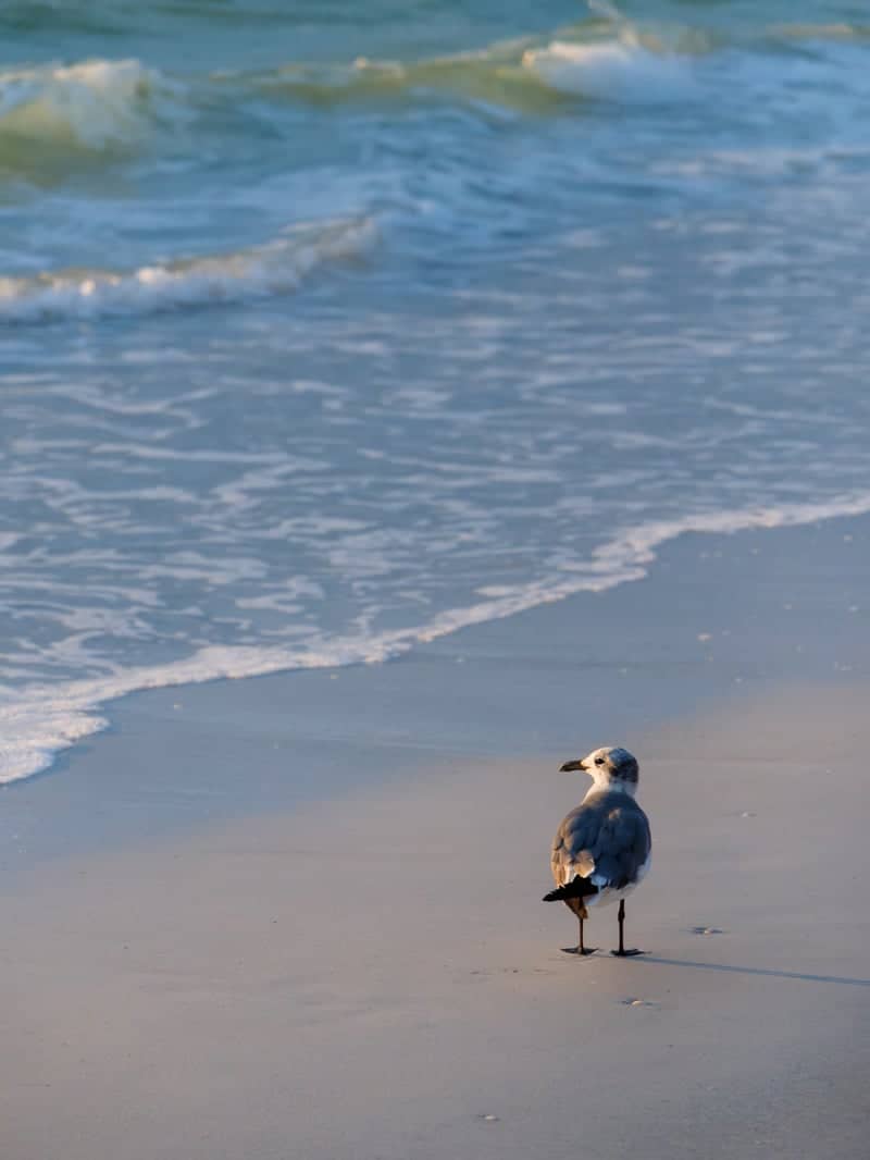 Belleair Beach - Image 1