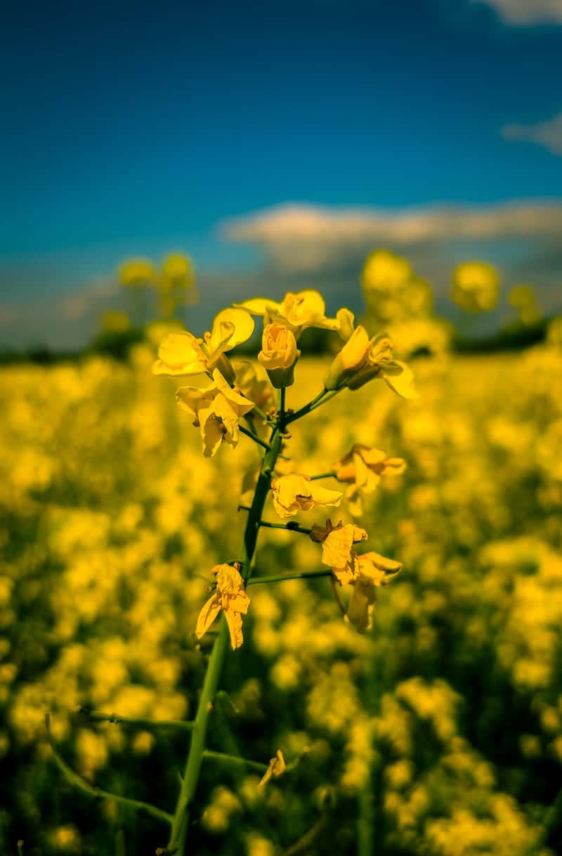 Meursanges Rapeseed Fields - Image 1
