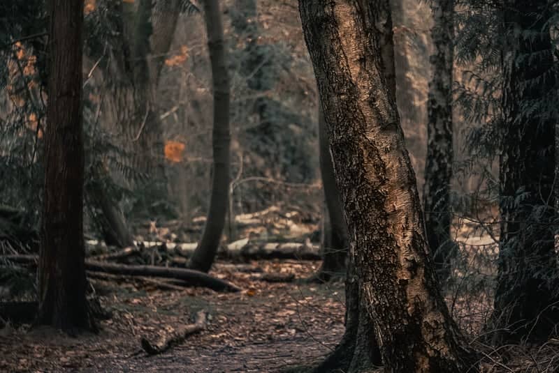 Old Warren Woodland - Image 1