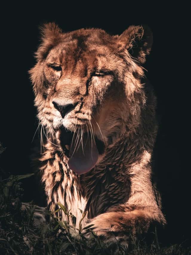 Chester Zoo