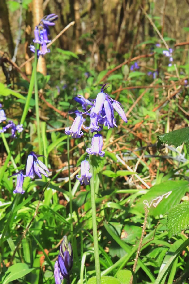 Bluebell Woods near Lindfield - Image 1