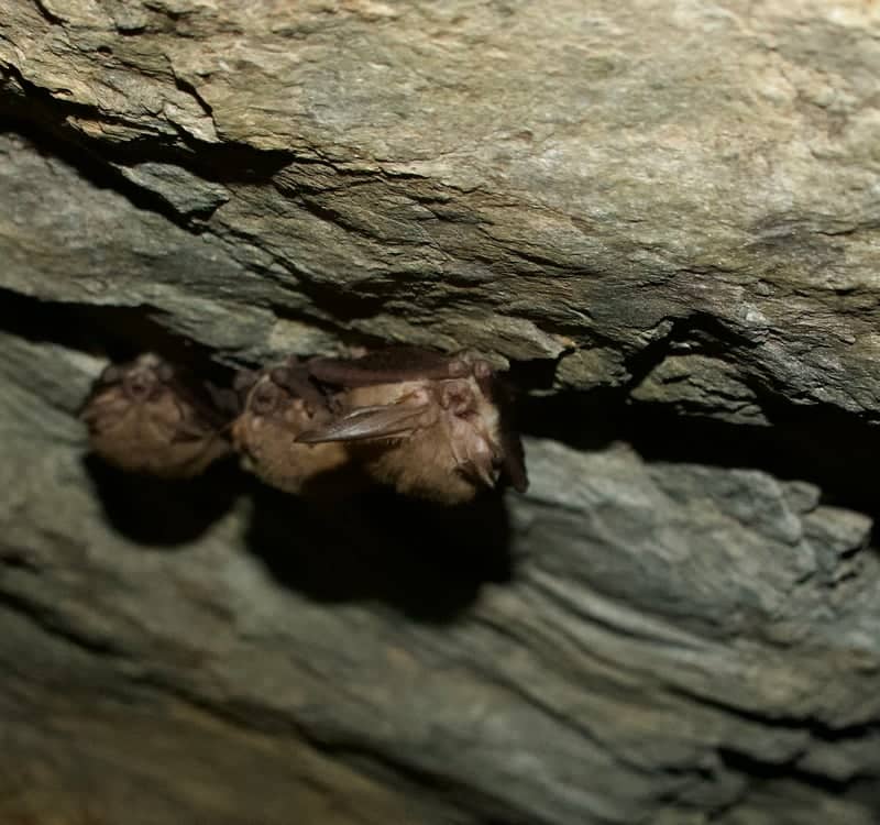 Wasatch Range Bat Habitat - Image 1
