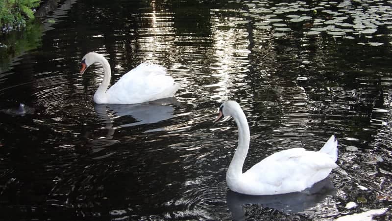 Coventry Circle Pond - Image 1