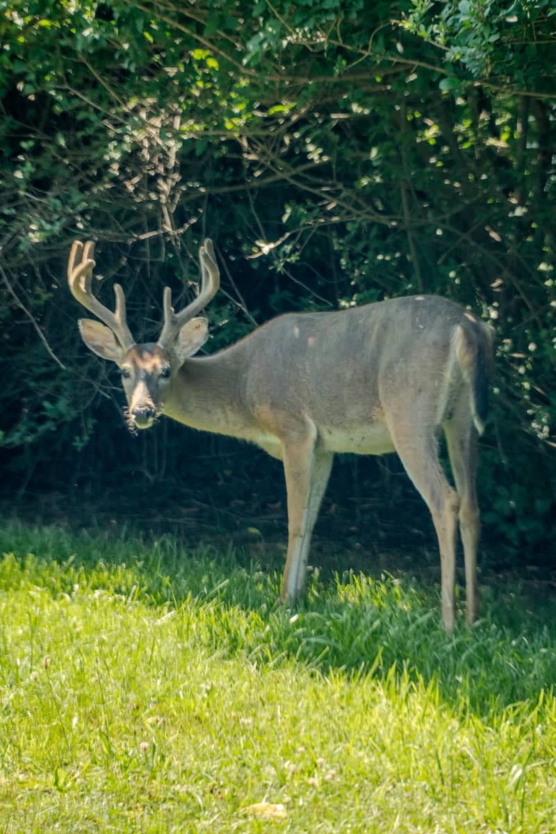 Fire Island Deer at Ocean Beach - Image 1