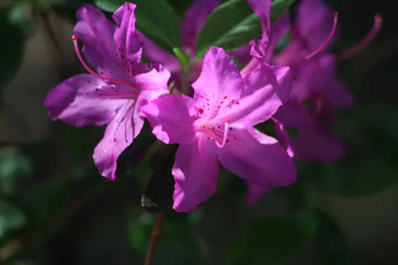 Phipps Conservatory and Botanical Gardens - Image 1