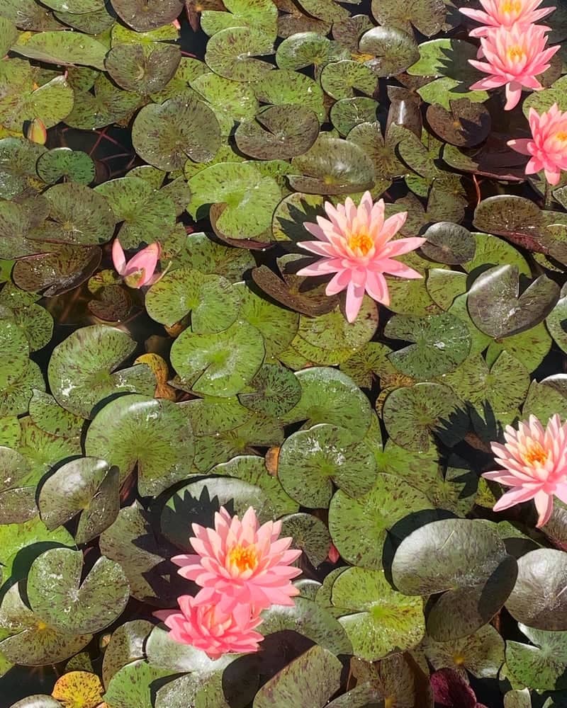 Merced Water Lily Pond - Image 1