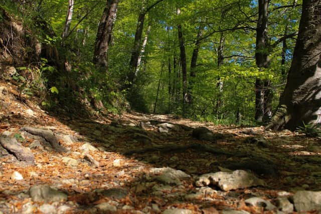 Unterkochen Forest Trail - Image 1